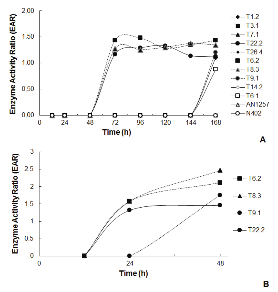 Screening of
fungal strains producing L-asparaginase activity. Strains were cultivated in modified Czapek-Dox/Bromothymol blue
agar plates for 168 hours at 30°C. Substrate hydrolysis halo was revealed and measured after
ammonia releasing from L-asparagine and media alkalization. Colony diameter was
measured and used to calculate the Enzyme Activity Ratio (EAR = halo of
substrate hydrolysis/ colony diameter). A first screening was accomplished by
inoculating cultures with 50 conidia of each strain (A). Strains which showed
faster expression of L-asparaginase activity and EAR > 1.0 were subjected to
a second screening in which cultures were started with a disk (6 mm) of
mycelium (B)