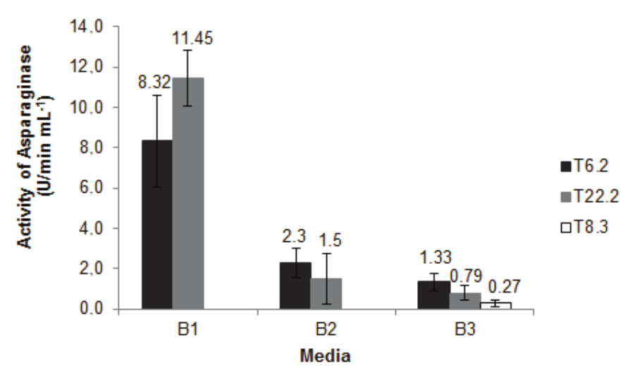 Production of
L-asparaginase in stationary liquid processes. Cultures of Penicillium sp. T6.2, Penicillium sp. T8.3 and Fusarium sp.
T22.2 were prepared in media Bacelar-1 (B1, 5 g  L-1
glycerol; 5 g L-1 L-asparagine), Bacelar-2 (B2, 2 g L-1
glycerol; 0.4 g L-1 L-asparagine) and Bacelar 3 (B3, 5 g L-1
glycerol; no L-asparagine). Media were inoculated with conidia at 105 mL-1
and incubated at 30°C for 72 hours. L-asparaginase activity was determined in
culture supernatants by measuring the amount of ammonia released by the enzyme
in a 30 min. reaction