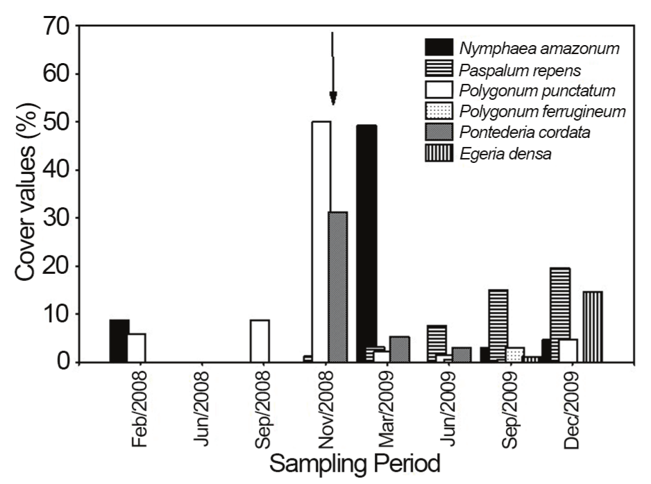 Change in
plant cover observed in the Osmar pond, between February 2008 and December
2009. Vertical bars correspond to cover values, evaluated according to
Braun-Blanquet (1979). The arrow shows the sampling moment of the diaspore bank.
[macrophyte cover; Feb, Sep, Sep, Dec]