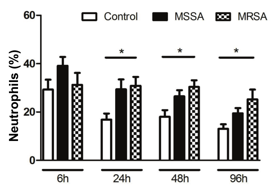Relative neutrophil count in peripheral blood.
Peripheral blood samples of mice in the following study groups: control,
infected by methicillin-susceptible Staphylococcus
aureus (MSSA) and infected by methicillin-resistant S. aureus (MRSA), were collected after euthanasia; blood smears
were obtained and stained with panoptic dyes. Neutrophil counts were conducted
on light microscopes. From the values obtained, the relative number of
neutrophils was found. Data presented are the means with SEM of three
independent experiments (n = 7-9 animals per group in each experimental point).
*p < 0.05
