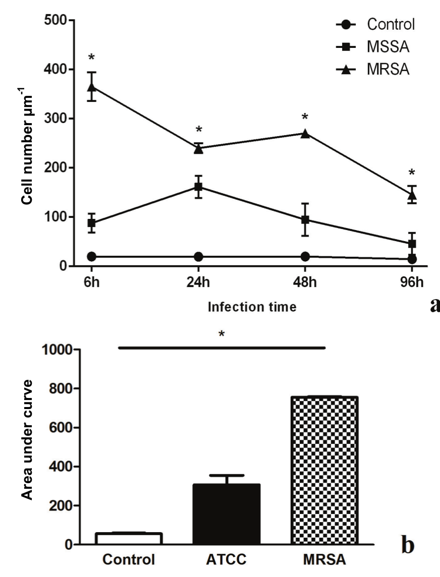 Number of inflammatory cells at the
infection site reduce over the time. Mice
were infected with 105 CFUs of methicillin-susceptible Staphylococcus aureus (MSSA) or methicillin-resistant S. aureus (MRSA) 6, 24, 48 and 96 hours
intradermally in the right ear. Control group received saline intradermally in
the ear. The right ears were collected after euthanasia, fixed in formalin and
embedded in paraffin. Sections (5 µm) were prepared and stained with
hematoxylin and eosin. After preparation, the slides were analyzed and the cell
number at the infection site was counted using light microscope and accessed
using photomicrographs. Cell number over the time (a). Area under curve (b).
Data presented are the means with SEM of three independent experiments (n = 7-9
per group in each experimental point). *p < 0.05