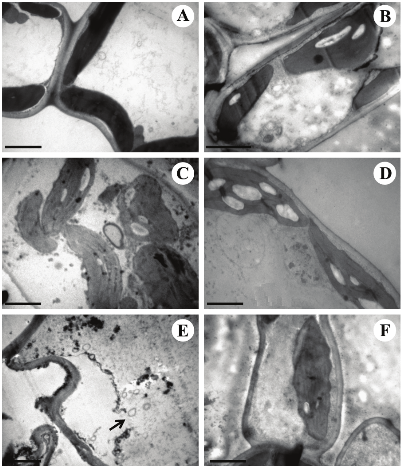 Chlorenchyma photomicrographs of Vitex
polygama Cham. leaflets (cross-section in transmission electron microscopy)
in the control treatment (A) and when exposed to 5 (B), 10 (C), 15 (D and E)
and 20 mg L-1 potassium fluoride (F) during 10 days. B, C, D, F:
deformed chloroplasts, with larger size and undulations in the wall; B, C, D:
large starch grains within the chloroplasts; E: plasma membrane detached and
broke (arrow); B, E, F: cytoplasm with granular appearance. Bar=2 µm 

 