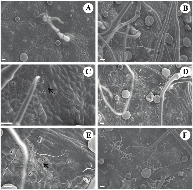 Photomicrographs of abaxial surface in Vitex polygama Cham. leaflets in the control treatment (A) and when exposed to 5 (B), 10 (C), 15 (D and E) and 20 (F) mg L-1
KF during 10 days. B, D, E, F: fungal hiphae; C: epicuticular wax erosion (arrow);
E: epicuticular wax accumulation (arrow). Bars=10 µm (C) and 20 µm (A, B, D, E,
F)