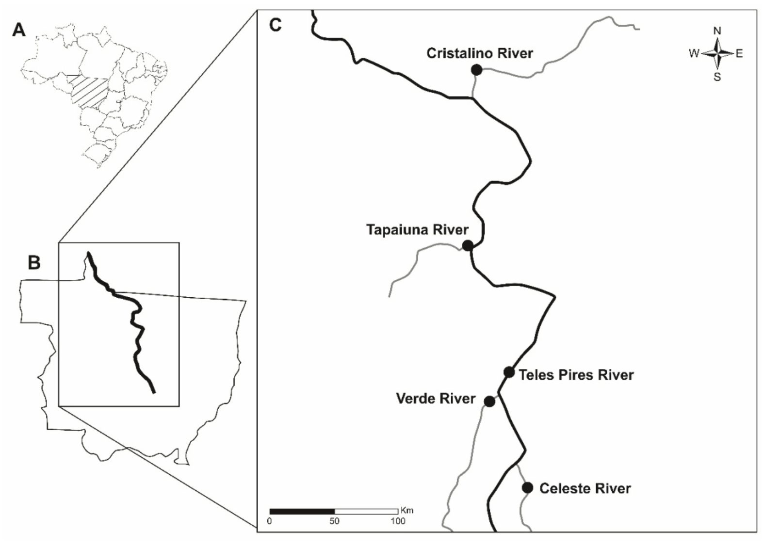 Study area
showing the rivers where fish were collected, namely the Celeste River
(12°24’56,00”S and 55°31’28,00”W), Verde River (11°4’1,99”S and 55°34’17,00”W),
TelesPires River (11°34’48,00”S and 55°39’5,00”W), Tapaiuna River
(10°41’29,28”S and 55°56’51,11”W) and Cristalino River (9°32’47,00”S and
55°47’38,00”W), State of Mato Grosso, Brazil.