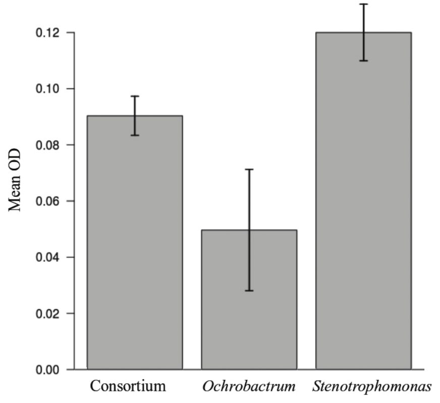 Optical density of culture medium containing Ochrobactrum sp. or Stenotrophomonas sp. bacterial isolates from Coriandrum sativum L. rhizosphere cultured for 21 days at 30°C
under agitation (125 rpm) separately or in consortium. Error bars represent
standard errors of the means.