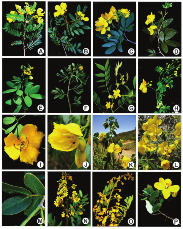 Representatives of the Senna
in the SGLA. A. S. acuruensis var. acuruensis; B. S. cana var. cana; C. S. macranthera var. micans; D. S.
macranthera var. nervosa; E. S. macranthera var. striata; F. Senna obtusifolia; G. S. occidentalis; H-I. S. pendula var. glabrata; J. S. reniformis;
K. S. rizzinii; L-M. S. rugosa; N. S. silvestris subsp. bifaria
var. bifaria; O. S. spectabilis var. excelsa; P. S. splendida var. gloriosa. Photos
(A-P) by Azevedo, F.P.