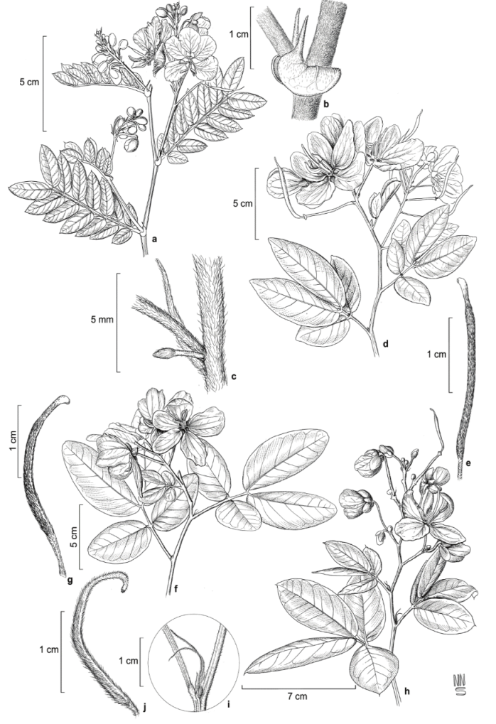  a-c. Senna cana var. cana: a. flowering
branch; b. detail of the stipules; c. nectary in detail on the pedicel. d-e. S. macranthera var. micans: d. flowering branch; e. ovary. f-g. S.
macranthera var. nervosa: f. flowering branch; g. ovary. h-j. S. macranthera var. striata: h. flowering branch; i. detail of the
stipules; j. ovary. a-c. from Azevedo, F.P. 76;
d-e. from Azevedo, F.P. 72; f-g. from Azevedo, F.P. 148; h-j. from Azevedo,
F.P. 157.