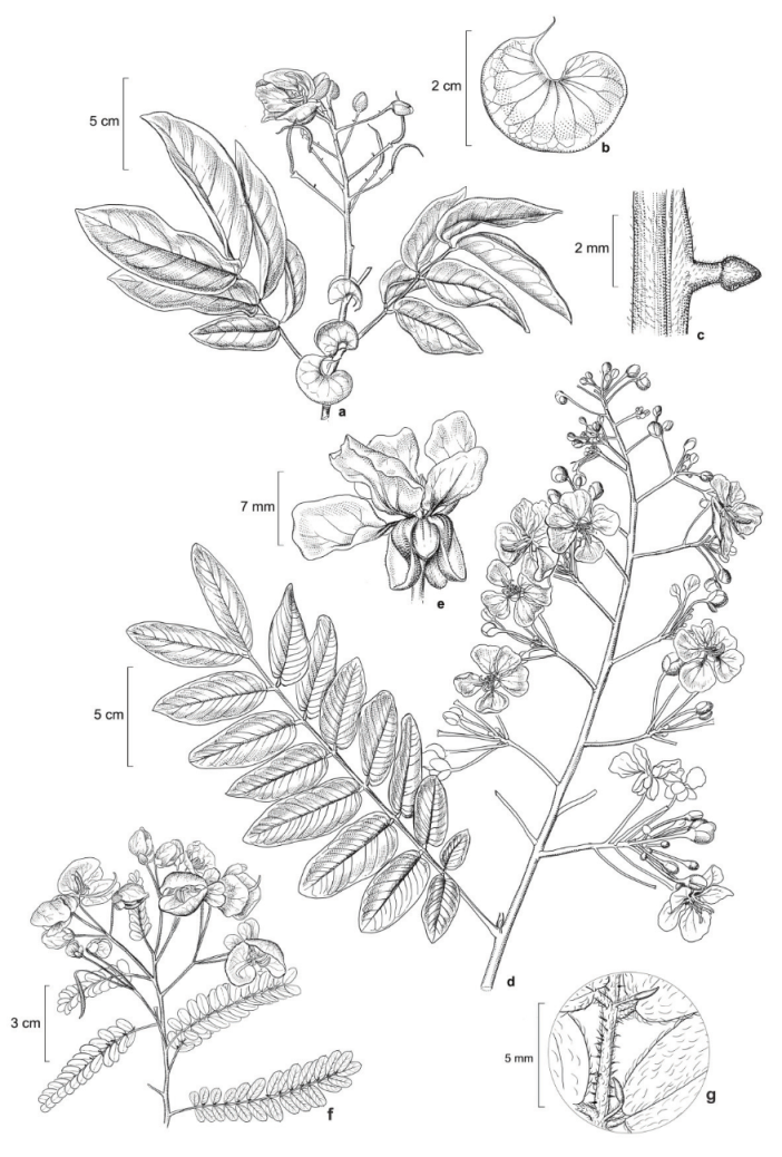 a-c.
S. reniformis: a. flowering branch; b. stipule; c. detail of nectary on the pedicel. d-e. S. silvestris subsp.
bifaria var. bifaria: d.
flowering branch; e. flower with sepals deflexed, f-g. S. acuruensis var. acuruensis:
f. flowering branch; g. detail of indumentum and nectary. a-c. from Azevedo, F.P. 99; d-e. from Azevedo, F.P. 126; f-g. from
Azevedo, F.P. 141.