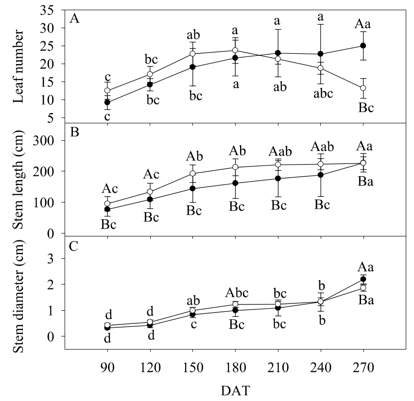 Morphometrical traits
in Enterolobium contortisiliquum plants
grown under sun (○) or shade
(●) conditions. DAT = days after
transplanting. Leaf number (A); stem length (B); stem diameter (C). Symbols
represent the average (n = 5) and bars indicate ± standard error values.
Capital letters indicate differences between light treatments (sun and shade)
to each measuring date. Lowercase letters indicate difference among DAT for
each treatment. If there are no significant differences, letters are not shown.