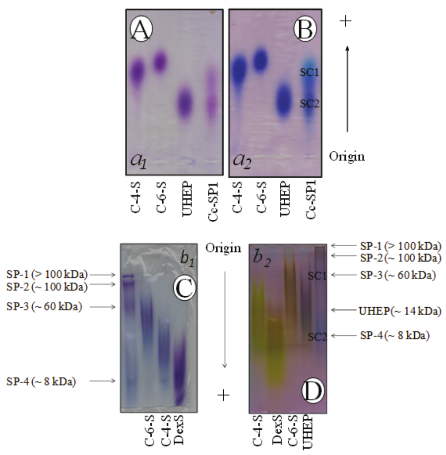 Agarose gel (A and B) and polyacrylamide gel (C and D) electrophoreses of Cc-SP1
and standards chondroitin-6-sulfate (C-6-S,
~ 60 kDa), chondroitin-4-sulfate (C-4-S,
~ 40 kDa), dextran sulfate (DexS,
~ 8 kDa) and/or UHEP (~ 14 kDa). SPs present on gels stained with toluidine
blue (a1 and b1) or stains-all (a2 and b2).