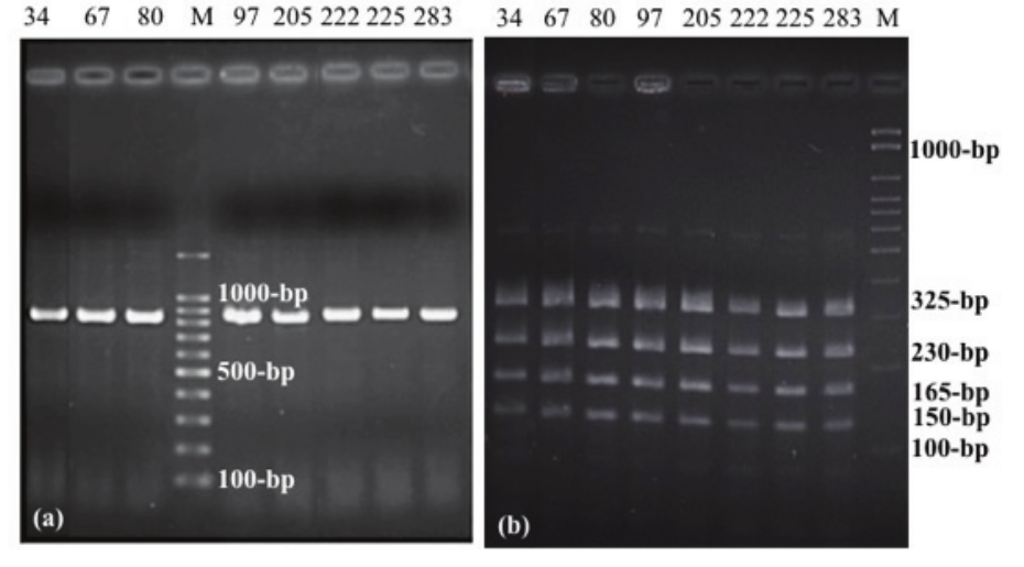 Gel electrophoresis of the PCR/RFLP results of the indigenous
yeasts 34, 67, 80, 97, 205, 222, 225, and 283. (a) Amplicon sizes using ITS1 and ITS4 primers. (b) Restriction profile using the
endonuclease Hae III.