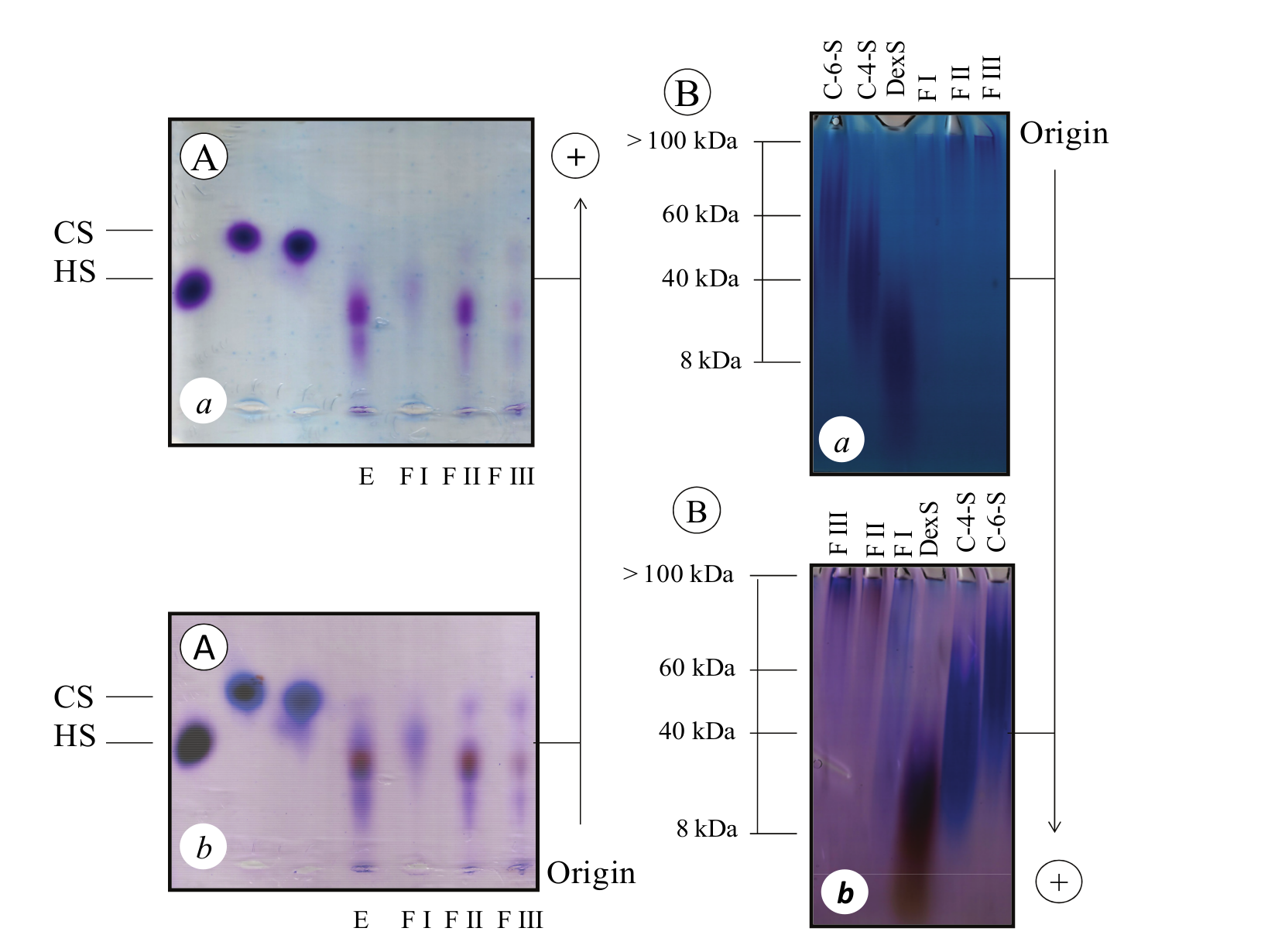 Electrophoreses in agarose gel
(A) and polyacrylamide (B) gel of the SPs isolated from the green seaweed Caulerpa racemosa.
Extract (E) and fractions (F I, F II and F III) and standard glycosaminoglycan
chondroitin-4-sulfate (C-4-S, 40 kDa),
chondroitin-6-sulfate (C-6-S, 60 kDa), dextran
sulfate (DexS, 8 kDa)
and/or unfractionated heparin (UHEP, 14 kDa) present
on gels stained with 0.1% toluidine blue (a)
or Stains-All (b).