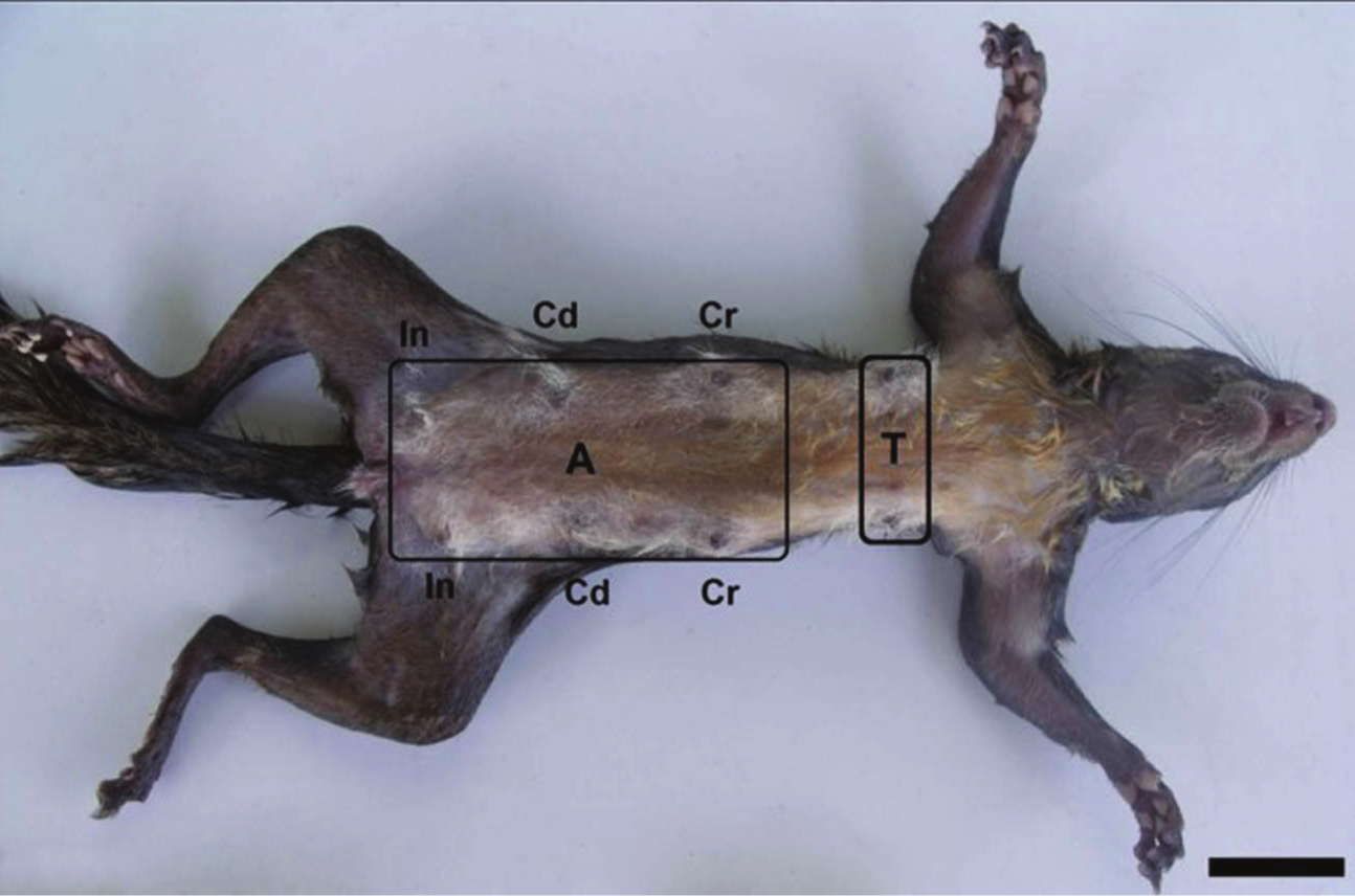 Photomacrograph of Sciurus
igniventris mammary glands in situ. Thoracic region mammary glands (pair) (T). Abdominal
region (A) with a pair of cranial (Cr), caudal (Cd) and inguinal (In) mammary
glands. Scale Bar: 3cm.