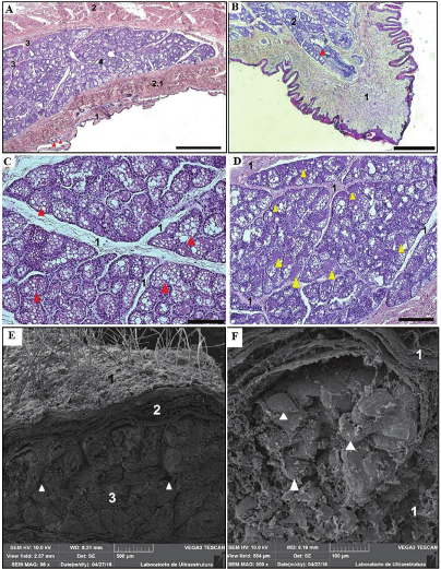 Photomicrographs
of Sciurus igniventris mammary glands. A: keratinized stratified squamous epithelium (1). Layer of
thick striated muscle (2). Layer of thin striated muscle (2.1). Connective
tissue dividing the glands (3). The alveolar duct (4). Hair follicles (red
arrows). Scale Bar: 500 µm. B: Non-pilous, stratified
squamous epithelium (1). The alveolar duct (2). Ducts (red arrow). Scale Bar:
500 µm. C: A small quantity of connective tissue dividing the glands (1). Cells
with a large quantity of parenchyma along the gland (red arrows). Scale Bar:
100 µm. D: Large quantity of connective tissue dividing the gland (1). Cells
with large quantity of stroma (yellow arrows). Scale Bar: 200 µm. Color:
Hematoxylin-eosin. E and F: Electromicrographs of S. igniventris mammary
gland. E: Pilous tegument lining the outside of the
gland (1). Connective tissue (2). The glandular region (3). Continuity of
connective tissue dividing the glandular lobes (white arrows). Scale Bar: 500
µm. F: Connective tissue around the glandular lobules (1). Glandular lobules
with acini present along the entire structure (white arrows). Scale Bar: 100
µm.
