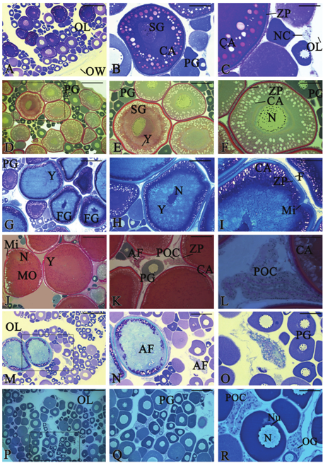 Reproductive
phases of the ovarian cycle of Serrasalmus marginatus according to oocyte differentiation stages.
Light Microscopy, Toluidine Blue (A, B, C, G, H, I, M, N, O) and
PAS/Hematoxylin/Metanil Yellow (D, E, F, J, K, L, P,
Q, R). (A) Early development subphase, stroma
contains primary and secondary oocytes, bar = 550 &micro;m. (B) Lamella contains
early secondary growth oocytes, bar = 140 &micro;m. (C) Oogonia nest in the germinal
epithelium, bar = 70 &micro;m. (D) Developing phase, primary and secondary growth
oocytes, bar = 600 &micro;m. (E) Secondary growth oocytes present cortical alveoli
and yolk globules, bar = 300 &micro;m. (F) Oocytes with numerous cortical alveoli,
bar = 150 &micro;m. (G) Spawning capable phase, shows primary growth and full-grown
oocytes, bar = 550 &micro;m. (H) Full-grown oocyte with central nucleus, bar = 280 &micro;m.
(I) Full-grown oocyte showing amicropyle, bar = 140
&micro;m. (J) Actively spawning subphase, showing a mature
oocyte, bar = 600 &micro;m. (K) Postovulatory follicle complex and primary growth
oocytes, bar = 300 &micro;m. (L) Postovulatory follicle complex, bar = 80 &micro;m. (M)
Regressing phase, bar = 550 &micro;m. (N) Atretic follicle, bar = 280 &micro;m. (O) Atretic
follicle and primary growth oocyte, bar = 140 &micro;m. (P) Regenerating phase, bar =
600 &micro;m. (Q) Primary growth oocyte, bar = 270 &micro;m. (R) Postovulatory follicle
complex, primary growth oocyte and oogonia nest, bar = 6 &micro;m. AF = atretic follicle;
CA = cortical alveolus; F = follicle cells; FG = full-grown oocytes; Mi =
micropyle; MO = maturing oocyte; N= nucleus/germinal vesicle; NC = nest of
oogonia; Nu = nucleolus; OG = oogonium; OL = ovarian lumen; OW = ovarian wall;
PG = primary growth oocytes; POC = postovulatory follicle complex; SG =
secondary growth oocytes; Y = yolk globules; ZP = zona pellucida.