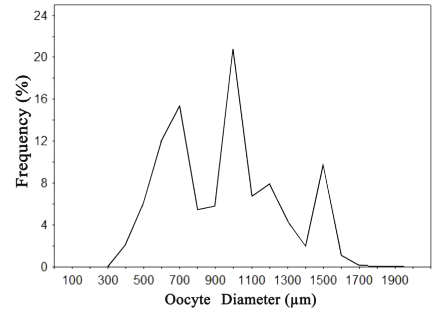 Frequency of
the vitellogenic oocyte diameter (&micro;m) of the ovaries
of the piranha Serrasalmus marginatus
sampled on the upper Paran&aacute; River floodplain.