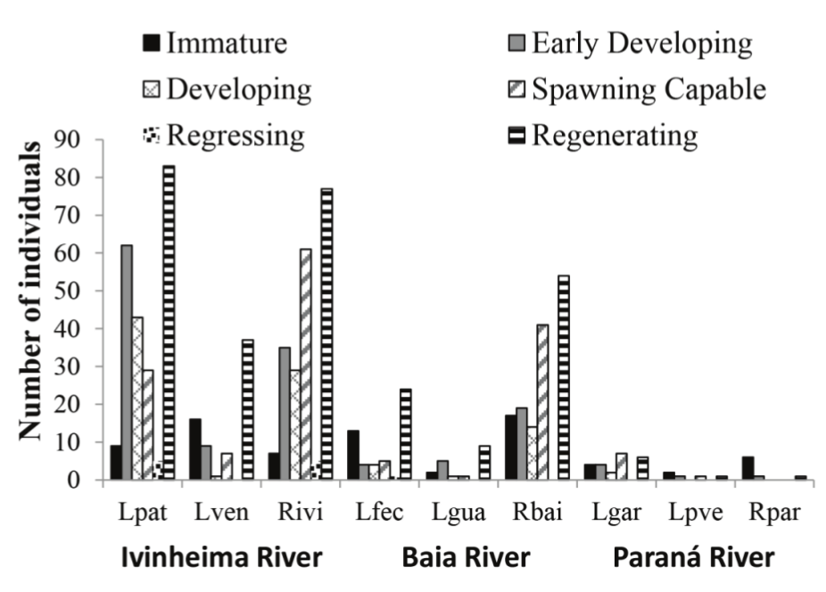 Spatial
distribution of the gonadal development phases per river and sampling site of
the piranha Serrasalmus marginatus
sampled on the upper Paran&aacute; River floodplain. Lpat = Patos Lagoon; Lven = Ventura Lagoon; Rivi = Ivinheima River; Lfec = Fechada Lagoon; Lgua = Guaran&aacute; Lagoon; Rbai = Baia River; Lgar = Gar&ccedil;as Lagoon; Lpve = Pau Veio Lagoon; Rpar = Paran&aacute; River.