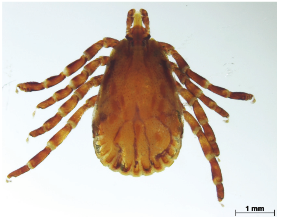 Dorsal view of the male of Amblyomma aureolatum
found in Leopardus wiedii. Predominant
yellow-gold light brown dorsal shield and incomplete marginal groove.