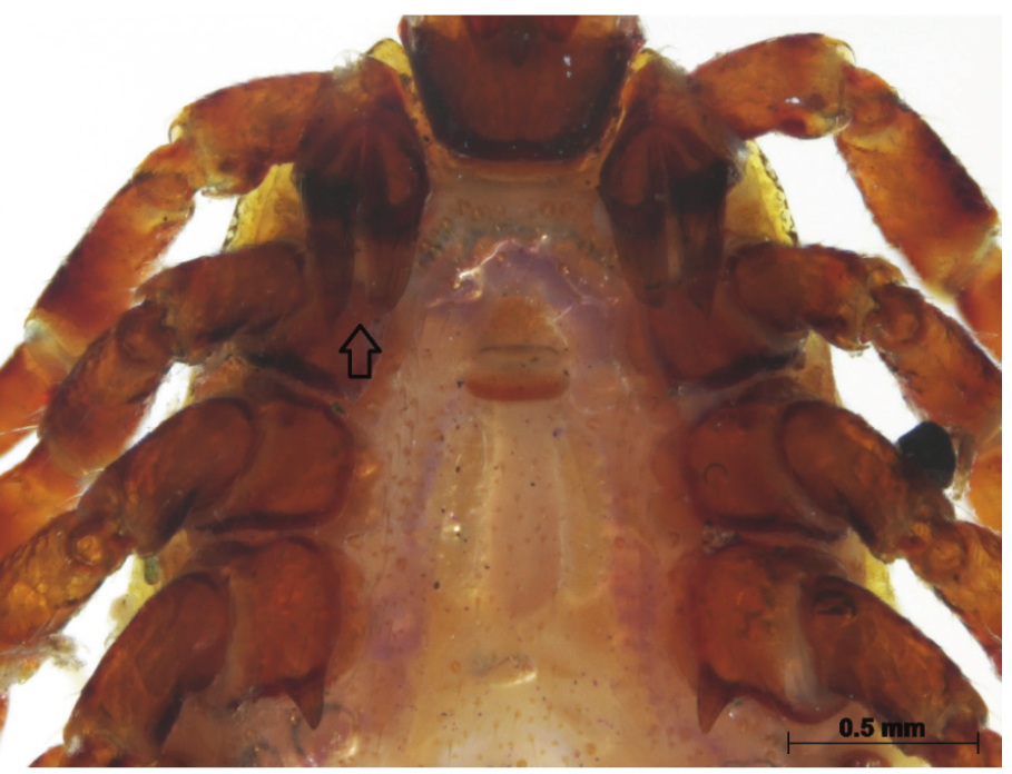 Ventral view of the male of Amblyomma aureolatum found
in Leopardus wiedii, leg I
highlighted with two long, sub equal and contiguous spurs, with the external
spur ending in straight tip.