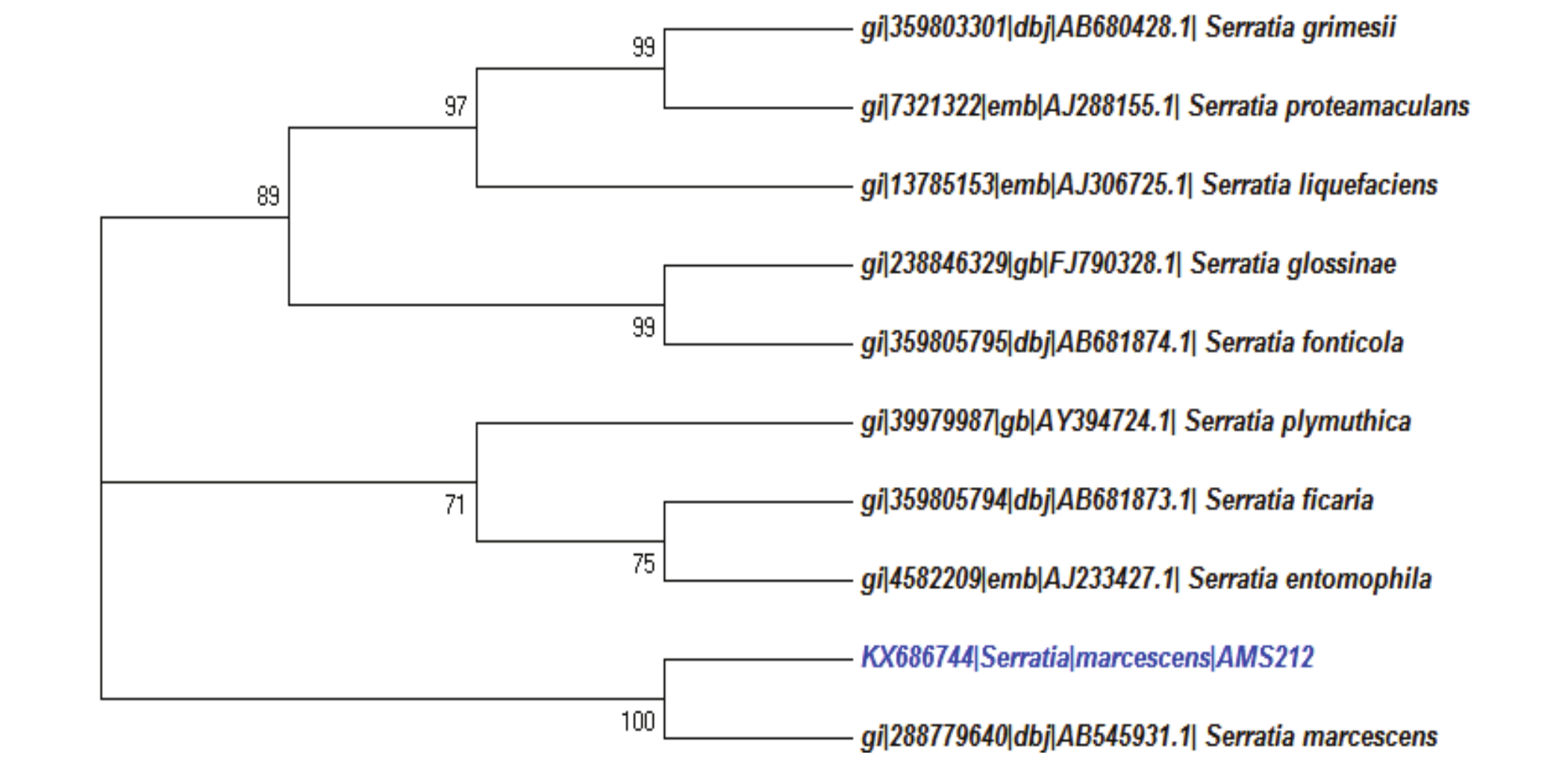  Phylogenetic tree showing the
taxonomic location of AMS212 strain. The phylogenetic dendrogram was built by
using Neighbor-Joining method, based on sequences from gene region rRNA 16S.
Values of bootstrap determined for 1000 repetitions are shown at the ramifications nodes.