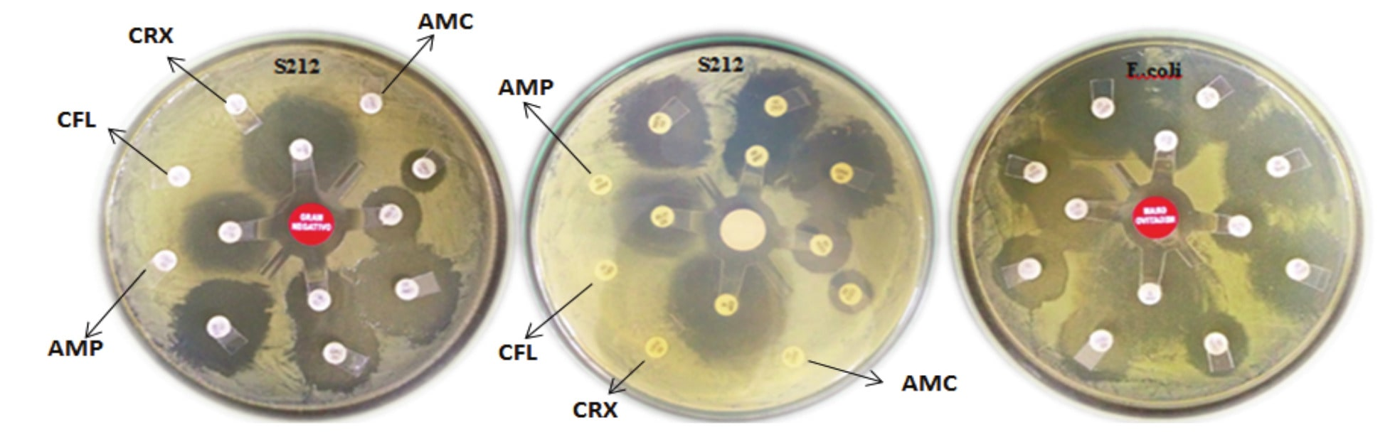 Antimicrobial activity profile of
isolated S. marcescens AMS212. E.coli was used as control.