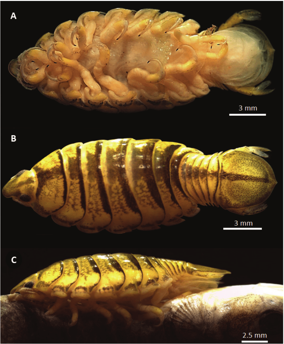 Figure 3.