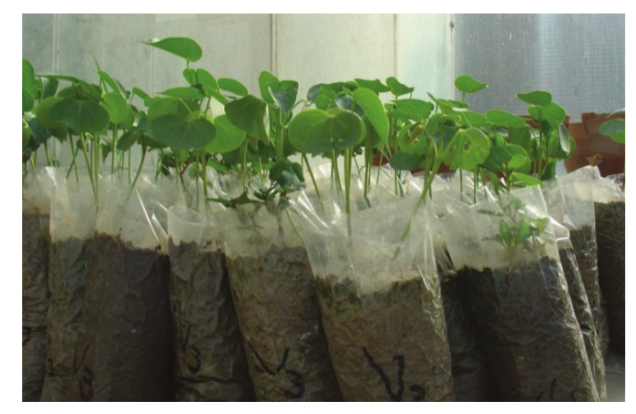 The
nursery of cotton seedlings in polyethylene bags.