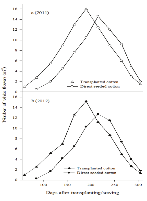 Number of white flowers (m-2) in
transplanted and direct seeded cotton during 2011 (un-filled symbols) and 2012 (filled symbols). 

 