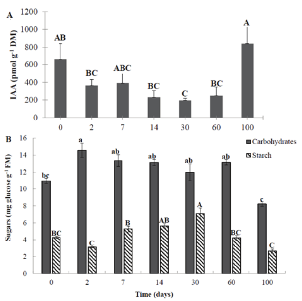 Changes in endogenous indole-3-acetic acid (IAA)
content (A) and total soluble carbohydrate and starch content (B), during the
induction and development of PLBs in C.
tigrina after explant inoculation. Vertical bars represent the standard
deviation for each measure. Means followed by different letters are
significantly different according to Tukey’s test at 5%.