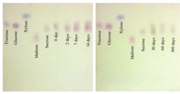Qualification of sugars by Thin-layer Chromatography during the
induction and development of PLBs in C.
tigrina. Fructose, glucose, xylose, maltose and sucrose were used as
markers.