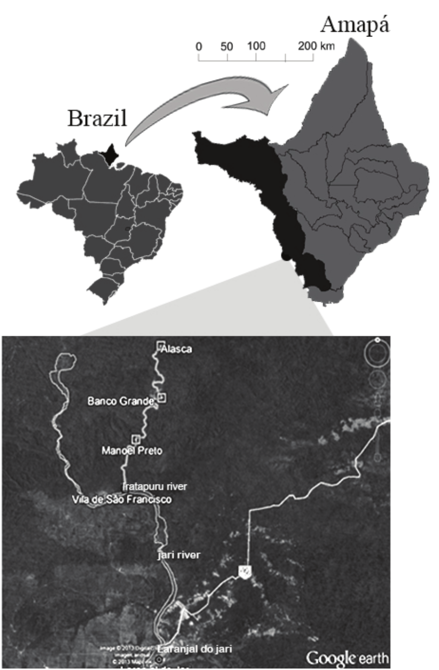 Location of
sampled areas (‘Mane Preto’, ‘Banco Grande’ and ‘Alasca’)
in the three field campaigns carried out in the Iratapuru
River Sustainable Development Reserve (SDR).