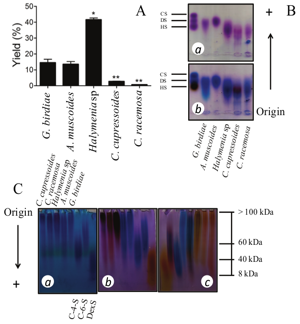 (A) Yield (%, n = 3) of the crude SPs extracts obtained from Brazilian
tropical seaweeds collected at Flecheiras beach. *p < 0.05
reveals significant difference between species and **p < 0.001
indicates significant difference from A. muscoides (One-way ANOVA,
Tukey’s test). Agarose (B) or polyacrylamide (C) gel electrophoresis of crude
SPs extracts and standards chondroitin-4-sulfate (C-4-S, 40 kDa),
chondroitin-6-sulfate (C-6-S, 60 kDa), dextran sulfate (DexS, 8 kDa), dermatan
sulfate (DS) and heparan sulfate (HS) present on gels were stained with 0.1%
toluidine blue (a) and/or
Stains-All (b and c).