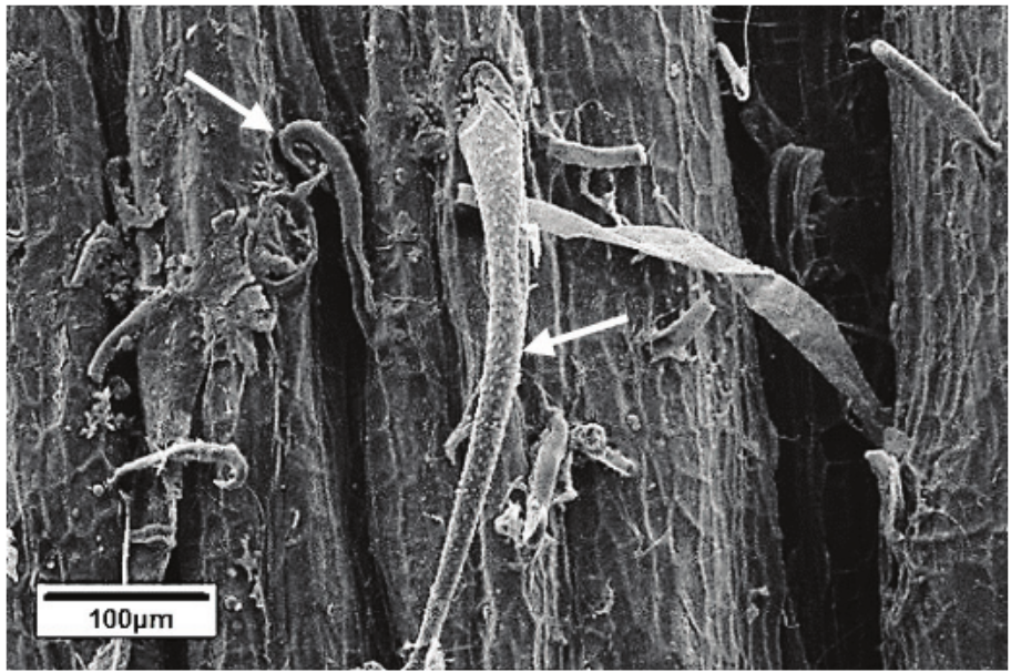 Detail of trichomes in epidermis region of the stem.