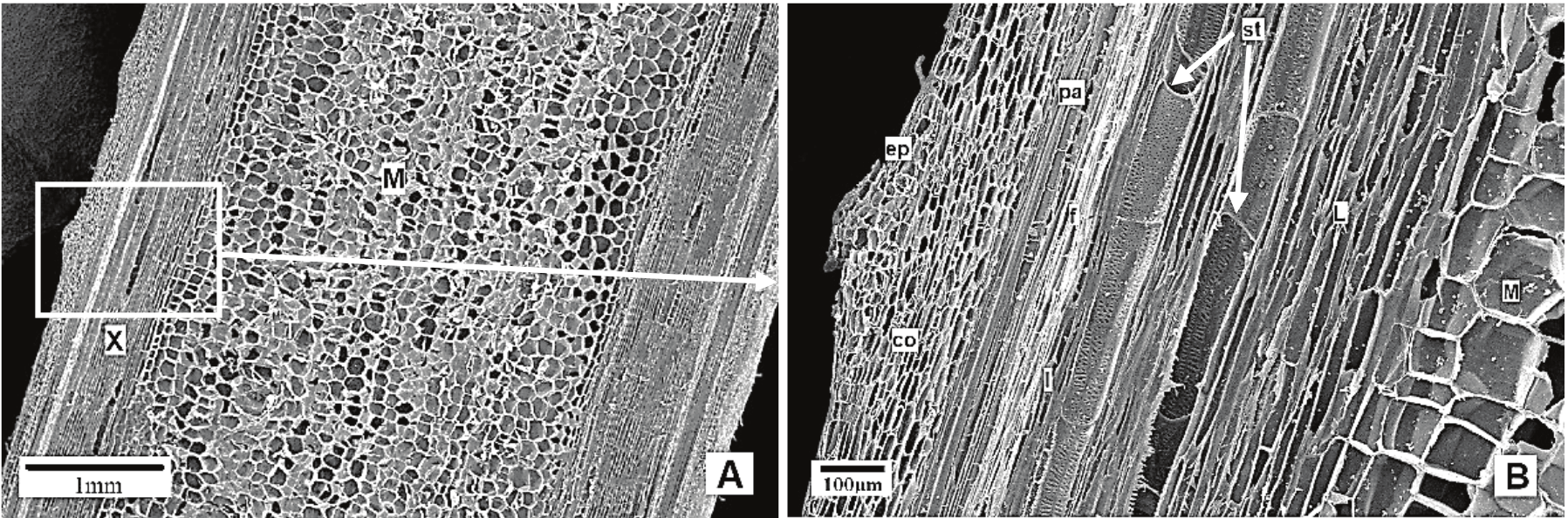 Longitudinal section of ramie stem. A) Predominance
of xylem tissues (X) and Medullary zone (M); B) Detail of the outermost region,
showing the epidermis (ep), collenchyma (co), parenchyma (pa), fibrous region
(f), liberian layer (l), sieve tubes (st).