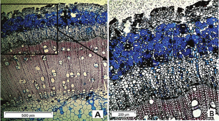 Anatomical views
of the cross section of a ramie stem stained with Safranin and Astra blue. A) Overview
of the anatomical structure; B) Detail of the cortex region and part of the xylem.