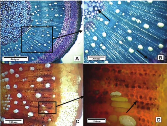 Cross sections of ramie
stems. A-B) Methylene Blue; C- D) Lugol.