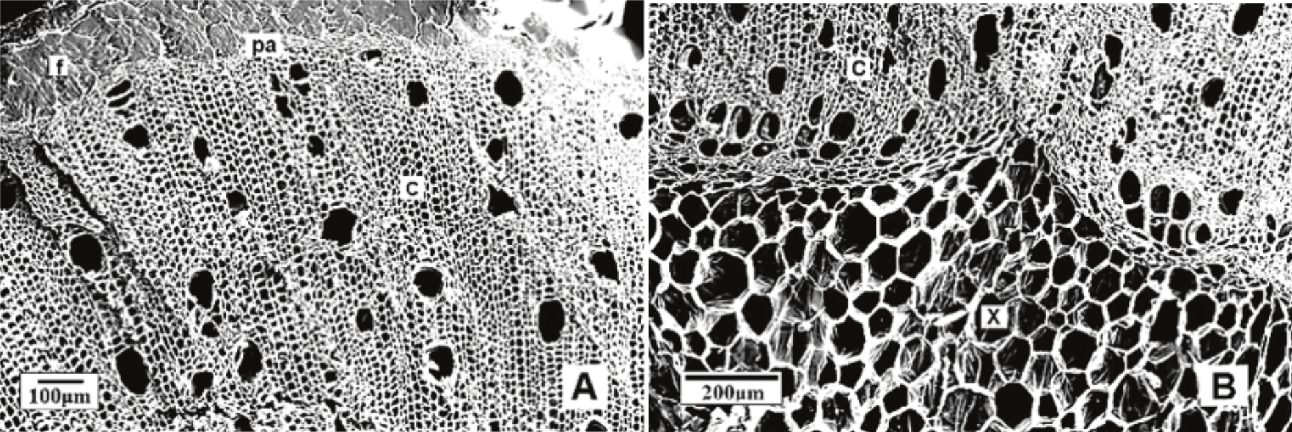 Cross section of the stem region. A) View of cortex
with details of the fibrous region (f), parenchyma (pa). B) View of the cortex
(C) and xylem (X).