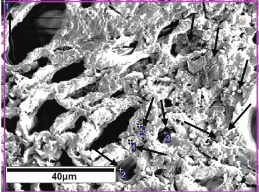 The transition region between cortex and xylem.