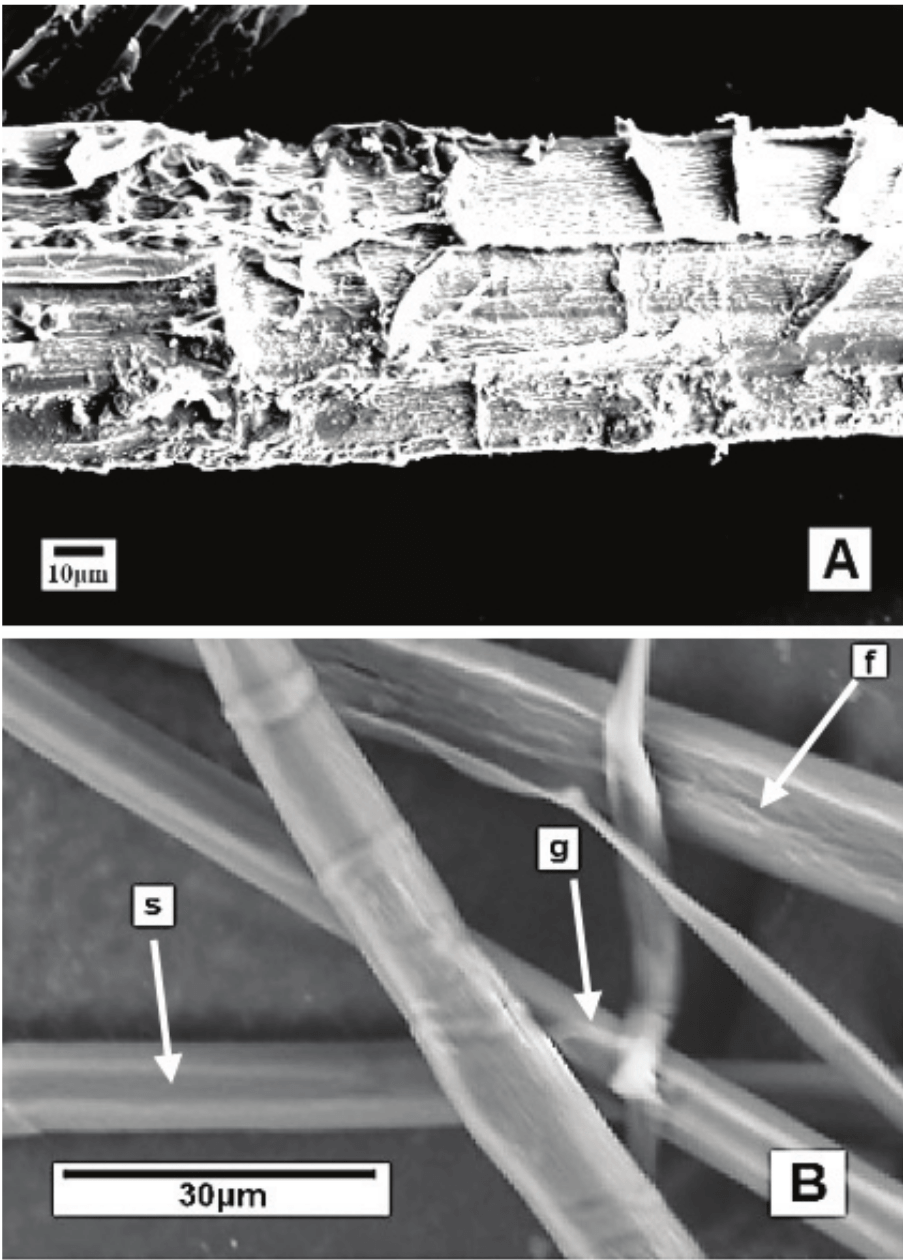 Surface of ramie fiber. A) After primary processing. B)
After chemical treatment. (f) fissures, (g) small grooves, (s) striations.