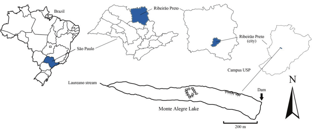Map of the study area: Lake
Monte Alegre, Brazil. Source: Author.