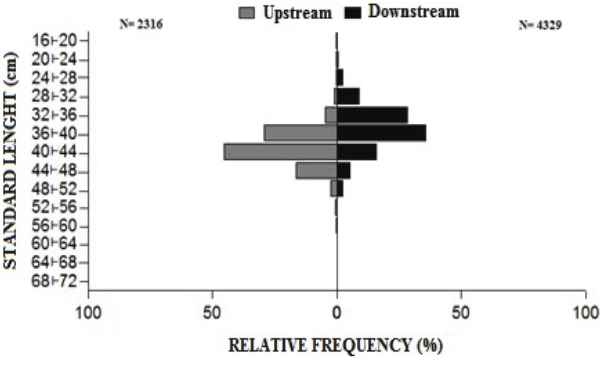 S Relative frequency of the B. amazonicus size structure in length  landed upstream
and downstream Teotônio Waterfalls, between 2009 and 2011.