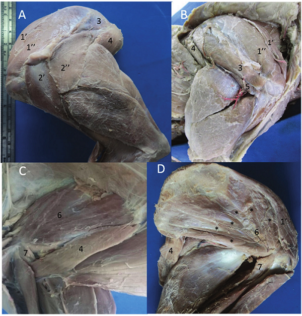 Intrinsic muscles of the scapular and humeral joint
regions in the crab-eating fox (Cerdocyon thous). A) Lateral view of left scapular and brachial
regions after removing the m. omotransversarius and
m. trapezius. B) Lateral view after remove the m. deltoideus. C) Medial view.
D) Medial view after remove the m. latissimus dorsi. 1. m. supraspinatus: 1
'cranial belly, 1' 'caudal belly; 2. m. deltoideus: 2' acromial part, 2''
scapular part; 3. m. Infraspinatus; 4. m. teres major; 5. m. teres minor; 6. m.
subscapularis * (bellies); 7. m. coracobrachialis.