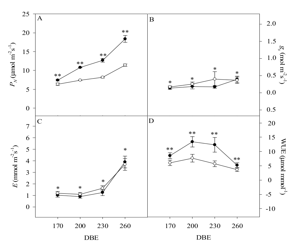 Leaf gas exchange traits in E. contortisiliquum plants
grown under ambient (○) or high [CO2]
(●). PN
= maximum net photosynthesis (A); gs
= stomatal conductance (B); E = leaf
transpiration rate (C); WUE = water use efficiency (D); DBE = days after
beginning the experiment. Symbols represent averages (n = 5) and bars indicate
the standard error. Differences between CO2 treatments (ambient and
high) or among measurement periods are indicated: *, main effect;**,
double interaction.