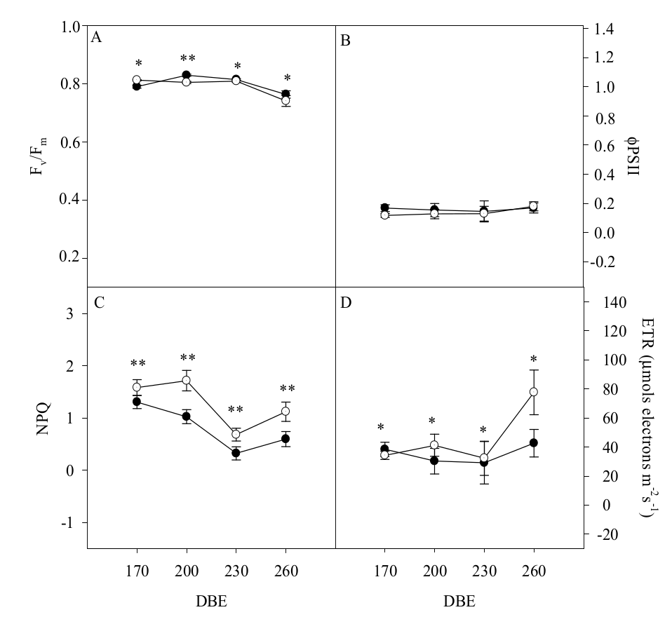 Chlorophyll a fluorescence traits in E. contortisiliquum plants
grown under ambient (○) or high [CO2]
(●). Fv/Fm = potential
photochemical efficiency of photosystem II (A); ΦPSII = effective quantum efficiency of photosystem II (B); NPQ = non-photochemical
quenching (C); ETR = electron transport rate (D); DBE = days after beginning
the experiment. Symbols represent averages (n = 5) and bars indicate standard error. Differences
between CO2 treatments (ambient and high) or among measurement
periods are indicated: *, main effect;**, double
interaction.