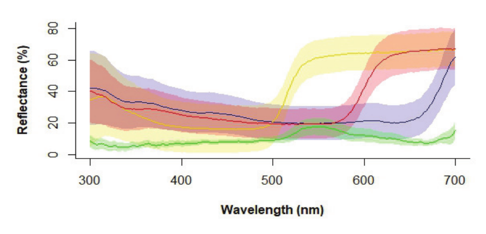  Mean reflectance spectra (lines) and standard
deviations (shading) of the yellow, dark-blue and red fruit colours
and the green background.