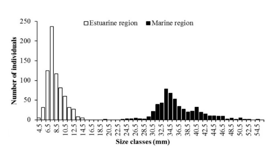  Mean frequency of Litopenaeus schmitti (Burkenroad, 1936) collected in
the Indaiá Estuary (estuarine region) and Ubatuba Bay (marine region) of São Paulo, Brazil from July
2005 to June 2007, distributed into 0.5 mm size class intervals.