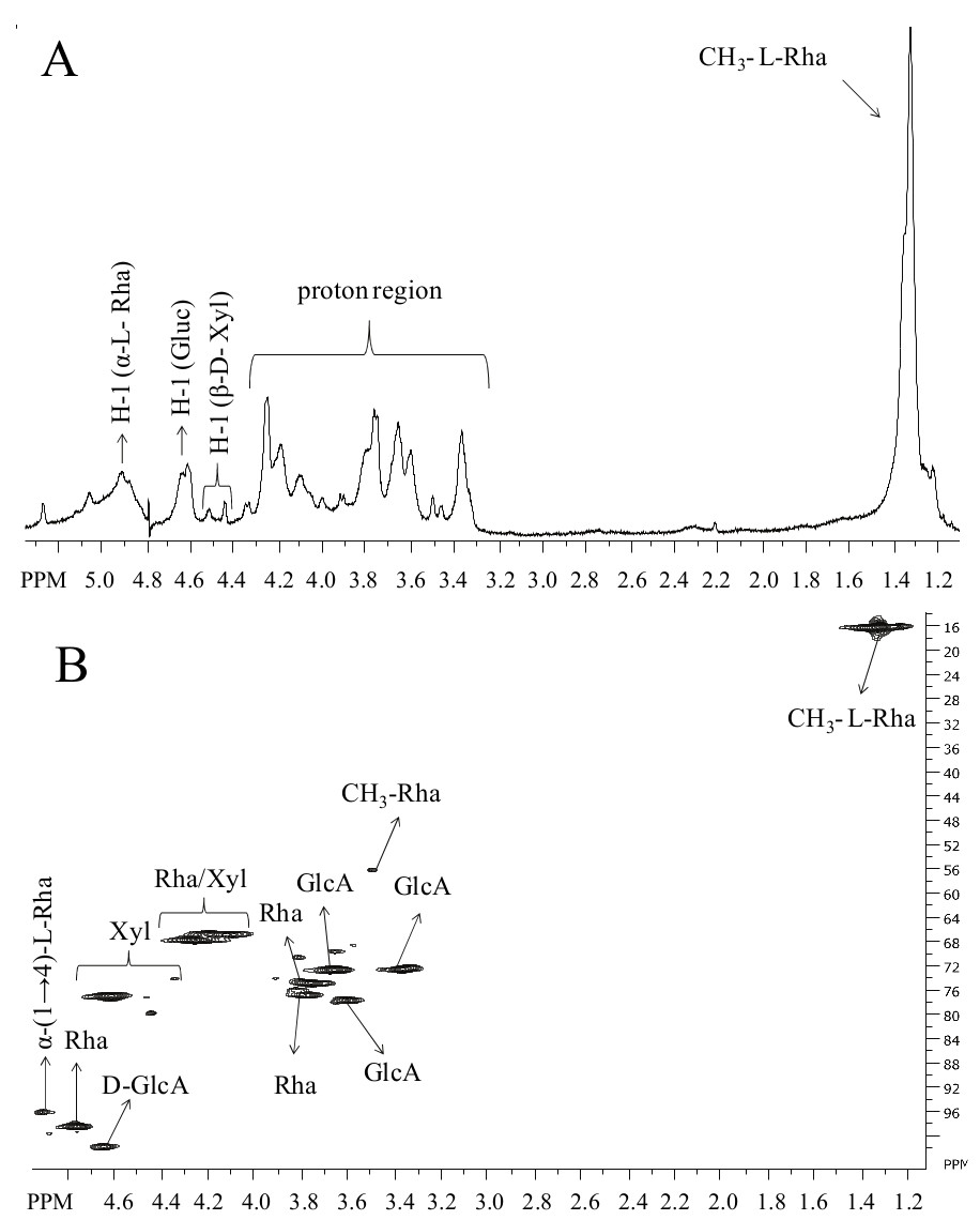 1D
1H (A) and 2D HSQC (B) NMR spectra of the crude SP extract from the green
seaweed Ulva lactuca. 1H signals resonate at down and up fields regions and
mainly indicate rhamnose, glucuronic acid and xylose residues, and of
CH3-rhamnose. 1H-13C signals confirm typical characteristics of ulvan
polysaccharide.
