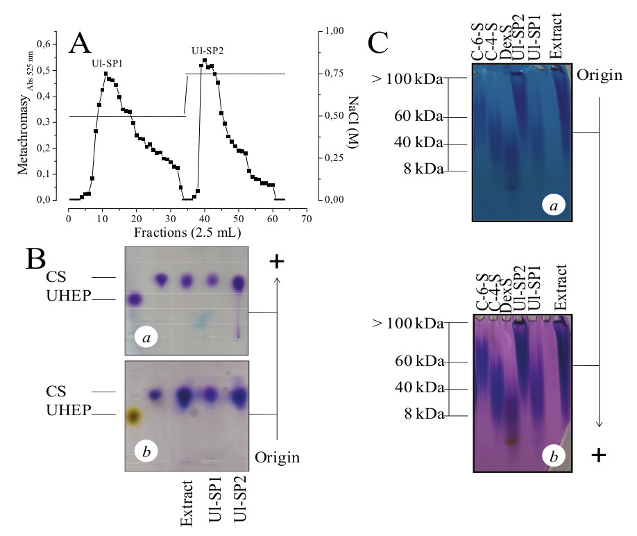 (A) Separation
of the crude SP from Ulva lactuca by
DEAE-cellulose. Fractions were collected and checked by metachromasy using
1,9-dimethylmethylene blue (n¾n). NaCl concentration (-).
Electrophoreses in agarose gel (B) and polyacrylamide gel (C) of the SPs
isolated from U. lactuca. Extract (E)
and fractions (Ul-SP1 and Ul-SP2) and standard glycosaminoglycans
chondroitin-4-sulfate (C-4-S, 40 kDa), chondroitin-6-sulfate (C-6-S, 60 kDa),
dextran sulfate (DexS, 8 kDa) and/or unfractionated heparin (UHEP, 14 kDa)
present on gels were stained with 0.1% toluidine blue (a) and stains-all (b).
