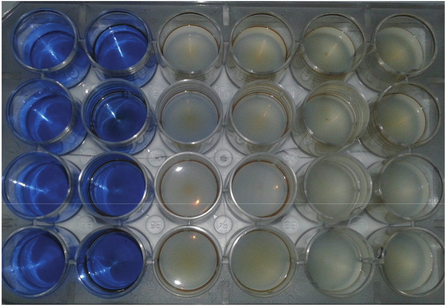 Biodegradation test with DCPIP – plate after
16 hours of incubation