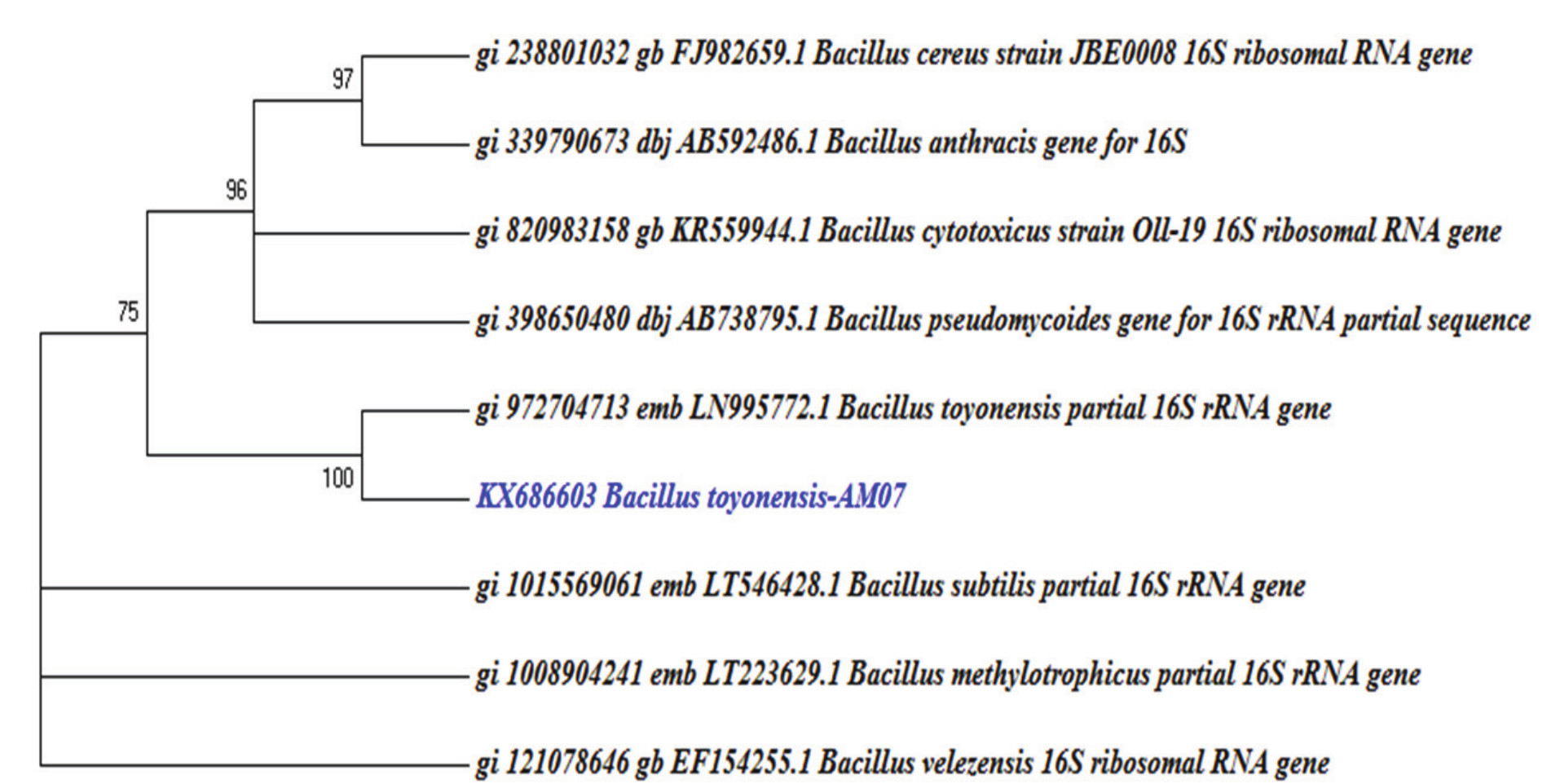 Phylogenetic analysis of the specie
B. toyonensis AM07
by using partial sequences from gene rRNA 16S bacterial strains from the
GenBank-NCBI.